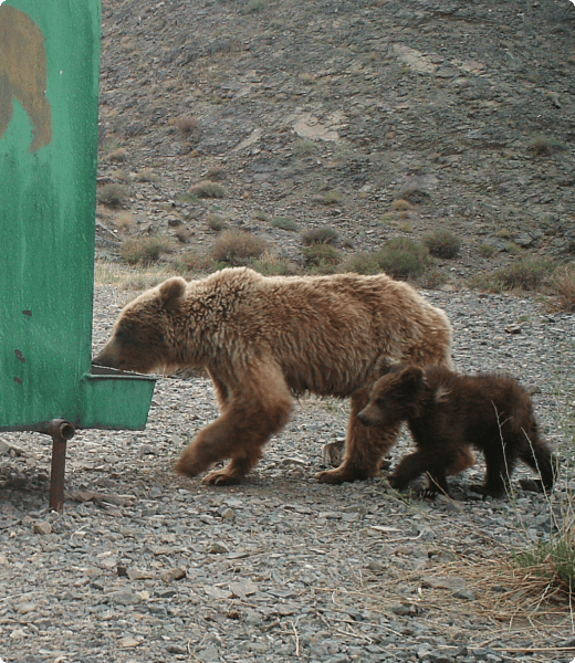 Protected bear visual